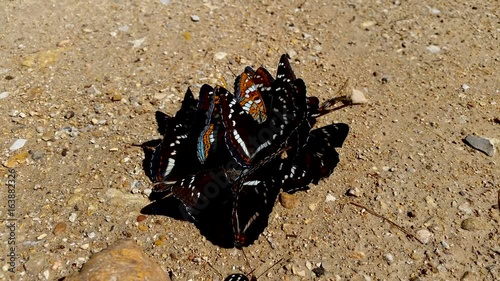 Limenitis populi ussurisensis to be carried in the sunlight photo
