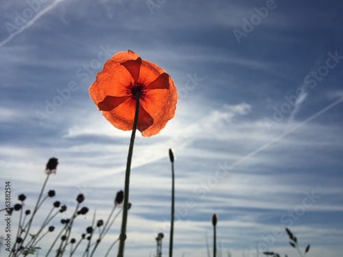 Poppy in the sky