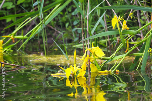 Fototapeta Naklejka Na Ścianę i Meble -  Flowers yellow iris pseudacorus or marsh in the wild