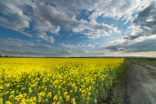 Fototapeta Naklejka Na Ścianę i Meble -  Yellow oilseed rape field under the blue bright  sky