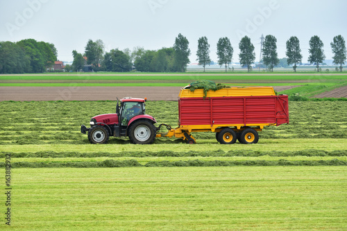 Tractor pulling a Forage wagon and collecting cutted hay silage into a self-loading silage wagon in a Dutch polder. 