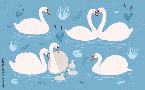 White swan collection on blue background. Singles and swan s pairs with chicks. Hand drawn colorful vector illustration set. photo