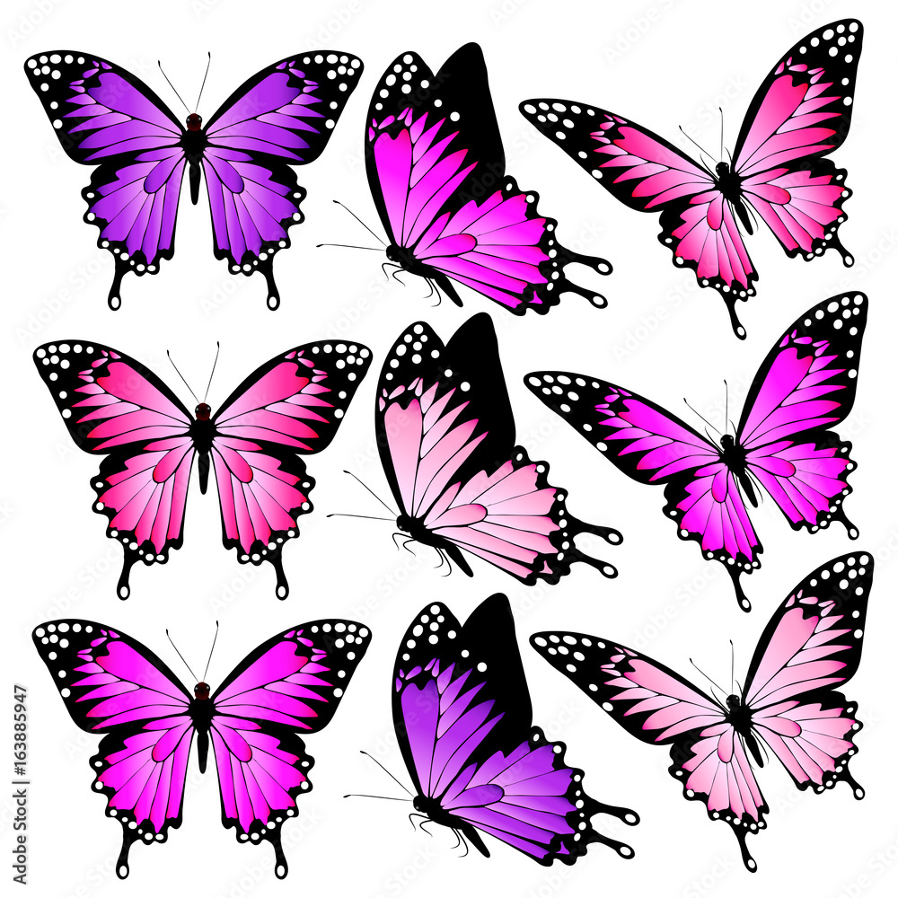 beautiful pink butterflies, isolated on a white beautiful pink butterflies, isolated on a white