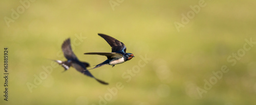 farmers swallow in flight