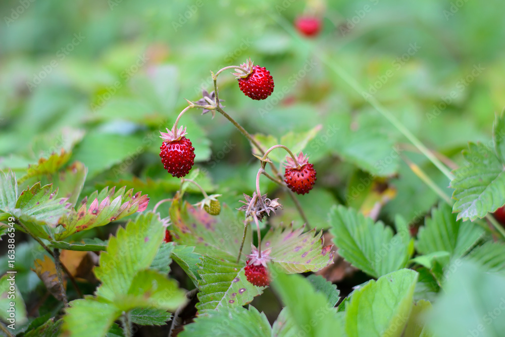 Bushes of wild fresh strawberries in the forest glade Bushes of wild fresh strawberries in the forest glade