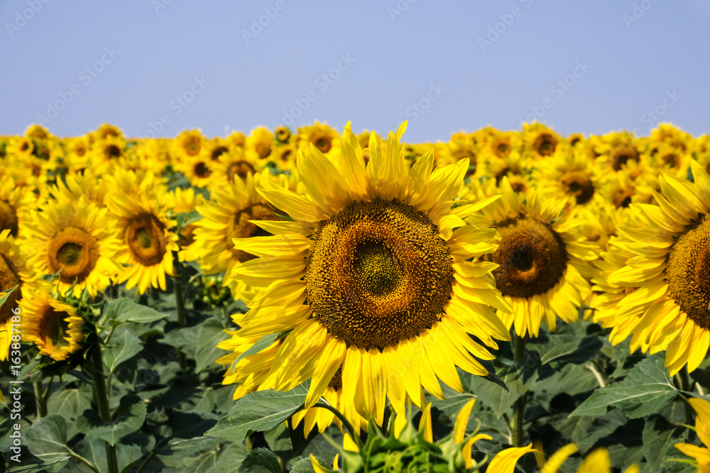 Fototapeta premium Sonnenblume