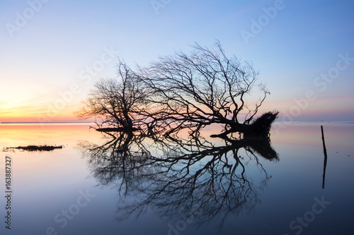 Dead tree and  sun and sea and sky