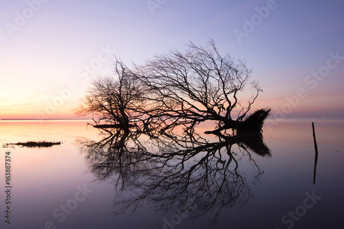 Dead tree and  sun and sea and sky