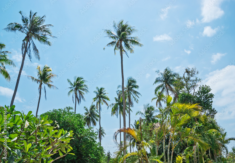 palm in the sky