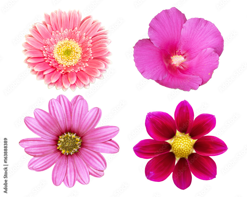 collection pink flower isolated on white background collection pink flower isolated on white background