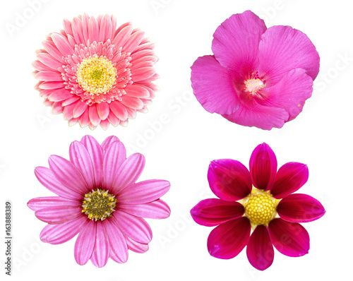 collection pink flower isolated on white background