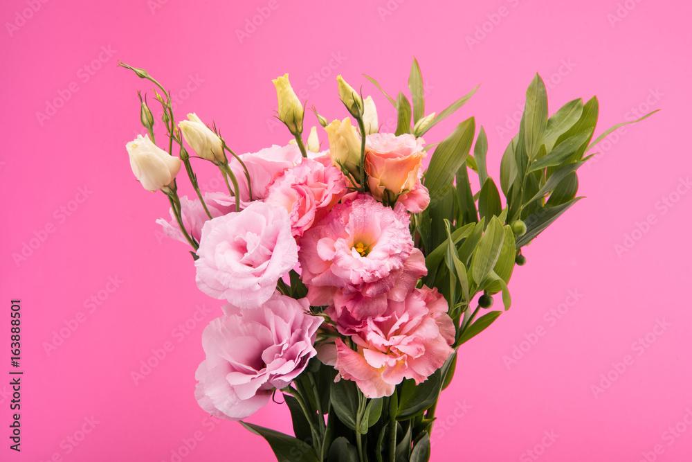 Close-up view of beautiful blooming flowers and buds with green leaves isolated on pink Close-up view of beautiful blooming flowers and buds with green leaves isolated on pink