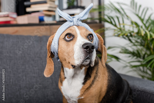 funny beagle dog in grey bandana sitting at home