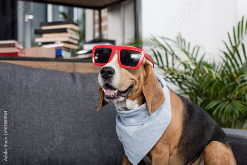 Fototapeta Naklejka Na Ścianę i Meble -  funny beagle dog in red sunglasses and bandana sitting on sofa