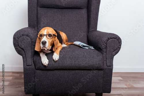 beagle dog in eyeglasses lying on grey armchair with newspaper