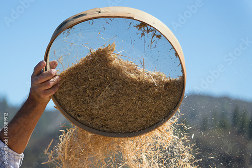 Old sieve for sifting flour and wheat,farmer sifts grains during harvesting time to remove chaff photo