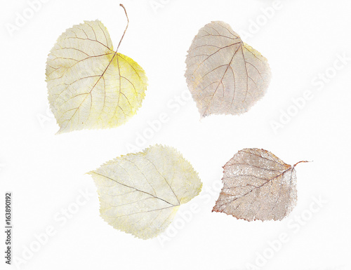 Herbarium from dried skeleton leaves of birch tree and linden photo