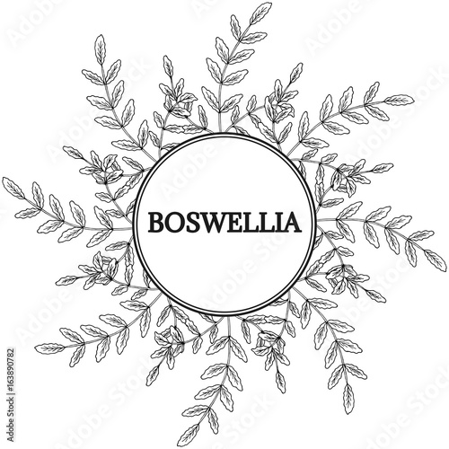 Boswellia, round frame 1