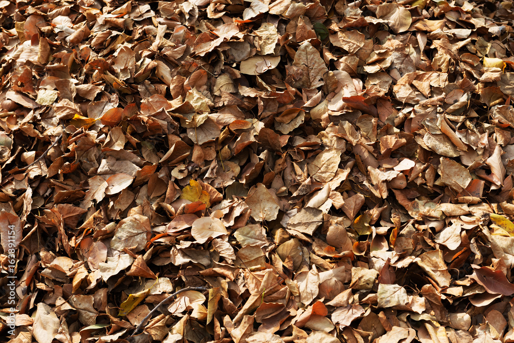 Stack leaves together sweep them under the tree. Stack leaves together sweep them under the tree.