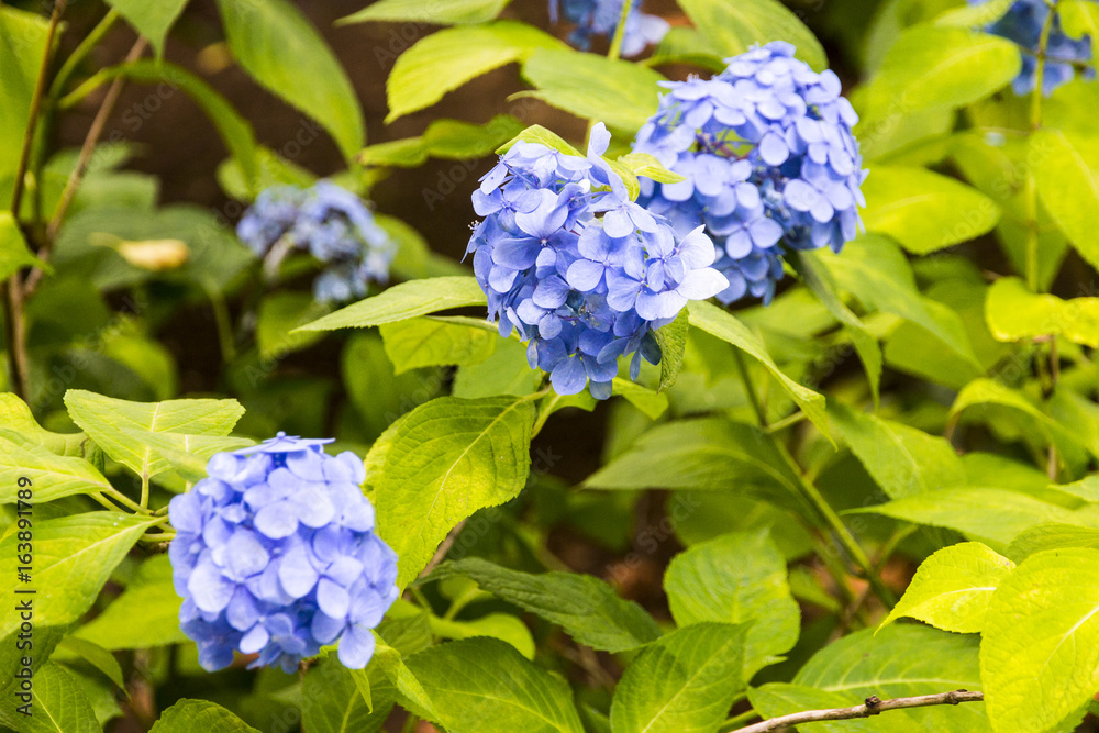 The hydrangea garden near the Great Buddha of Ushiku, Ibaraki prefecture, Japan The hydrangea garden near the Great Buddha of Ushiku, Ibaraki prefecture, Japan