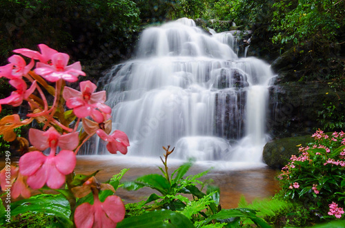 Mandang waterfall ,Thailand,flower