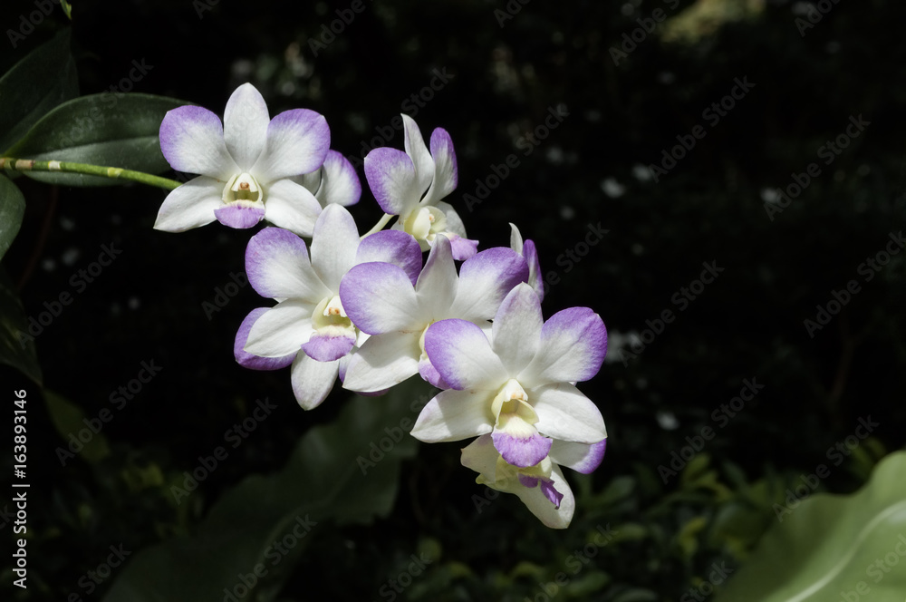 Dendrobium genus orchid flowers with dark green garden background Dendrobium genus orchid flowers with dark green garden background