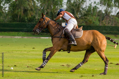 Horse Polo Player © Hola53