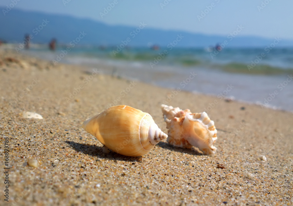 Seashell on the beach
