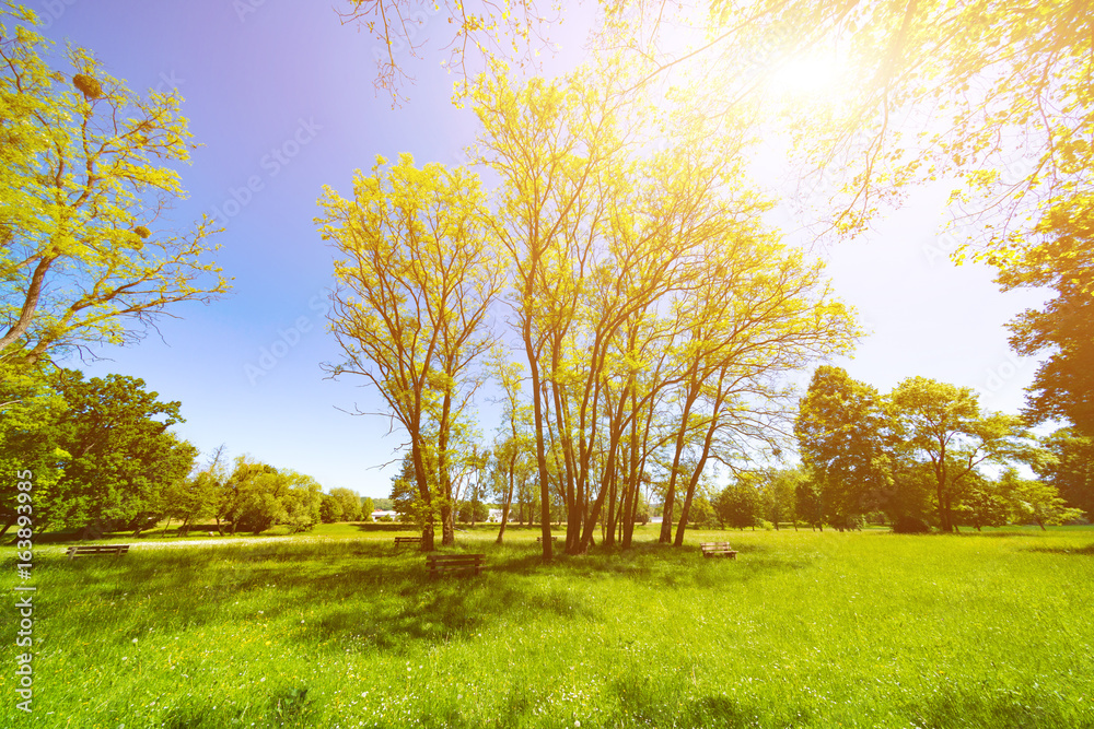 Fototapeta premium Sunny day in green spring park