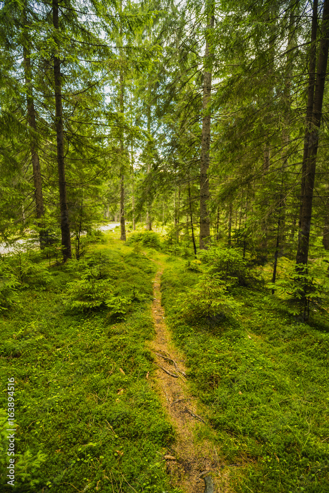 A forest path with pine trees in the mountains in the Carpathians, Romania A forest path with pine trees in the mountains in the Carpathians, Romania