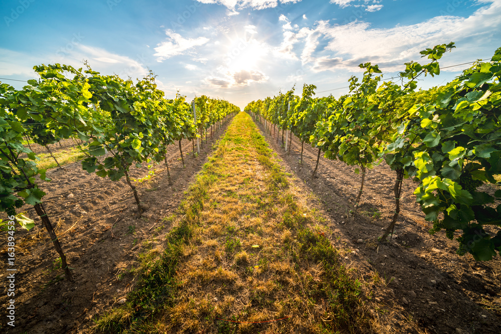 Obraz premium Vineyards at sunset