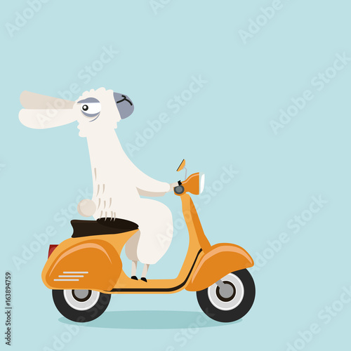alpaca with yellow scooter