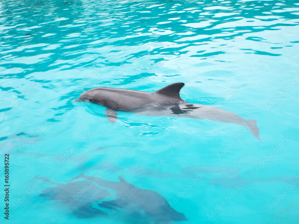 Obraz premium PLANETE SAUVAGE