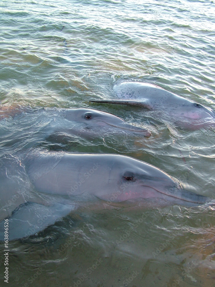 Fototapeta premium 動物