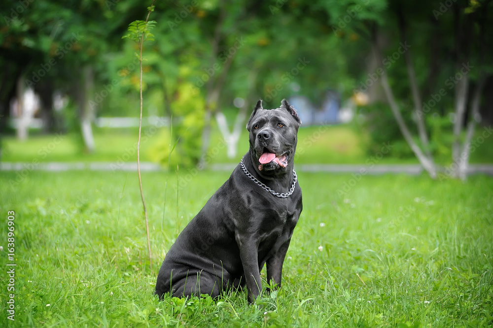 close portrait silver Italian Cane Corso in the Park on the green lawn. Strength, power, muscle, dog
