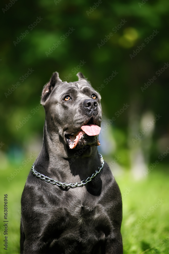 close portrait silver Italian Cane Corso in the Park on the green lawn.  Strength, power, muscle, dog foto de Stock | Adobe Stock