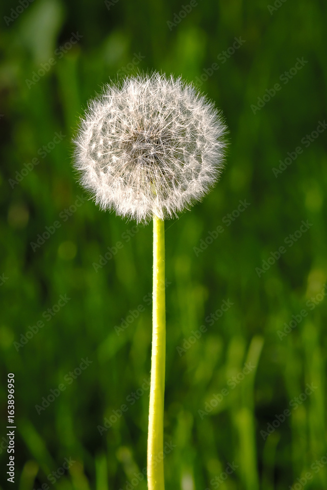 fluffy dandelion in a field close