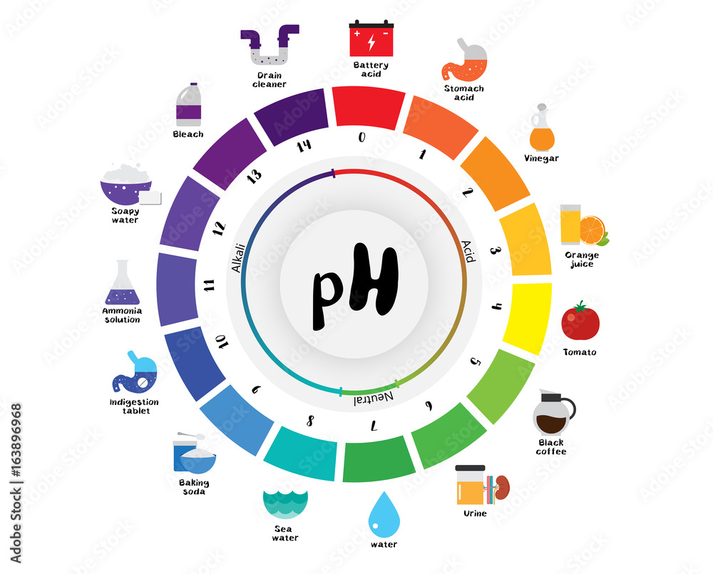 Ph scale universal indicator color chart Vector Image