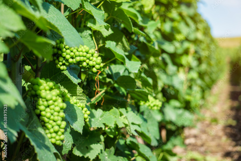 Vine green grape in champagne vineyards at montagne de reims, France