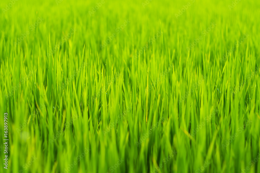 Green rice leaf background