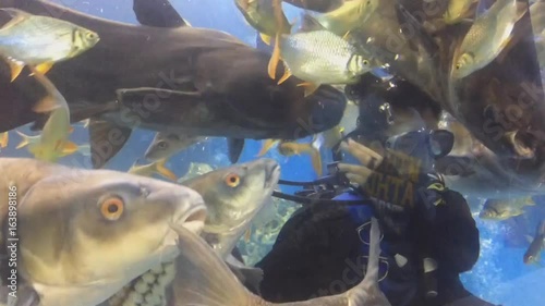 Feed the fish under water.