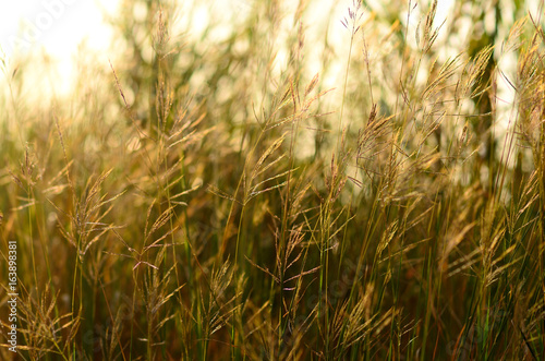 Background: Plants in Autumn