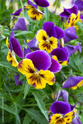 Colorful flowers violet pansy