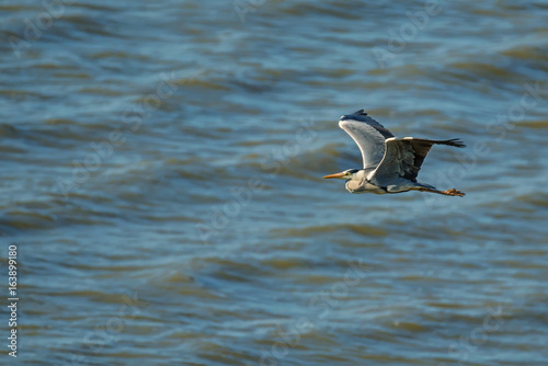 Grey heron flying © Yakov