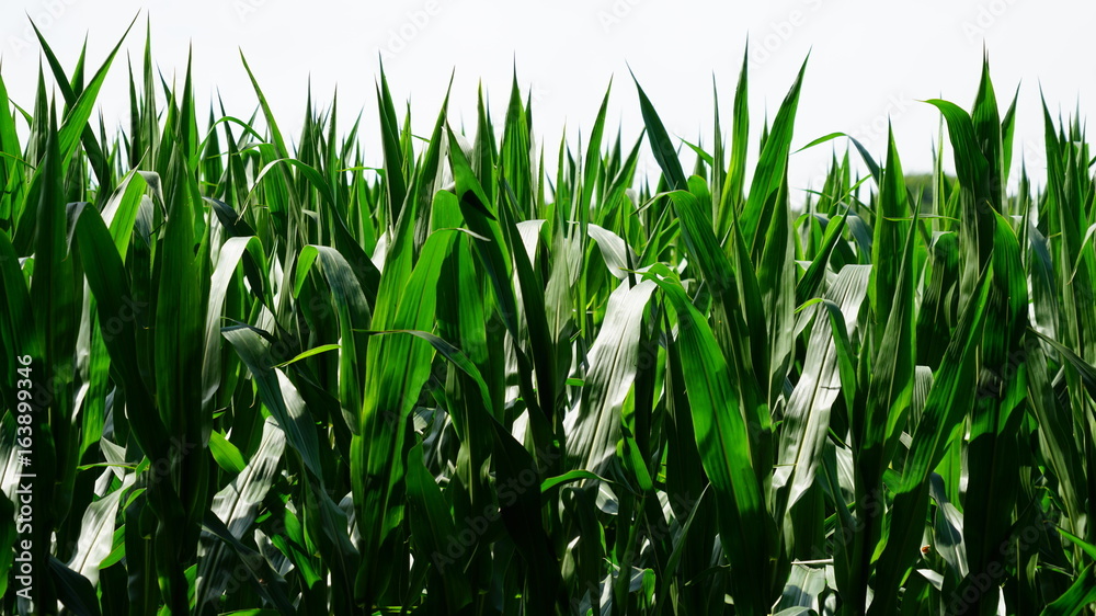 Cereal plants Cereal plants