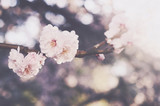 Blooming sakura flower, springtime background