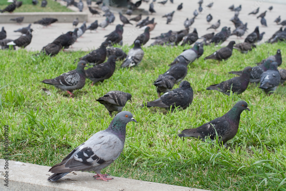Obraz premium lots of pigeons on the grass in the city park. nature, animals