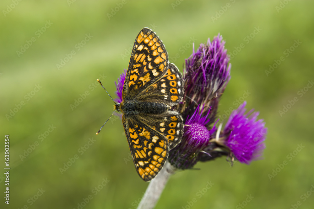 Brown-orange butterfly on a purple flower Brown-orange butterfly on a purple flower
