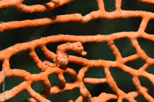 Zwerg-Seepferdchen (Hippocampus denise) auf Gorgonie