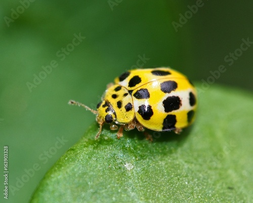 Yellow Coccinellidae from Mauritius resting on green leaf